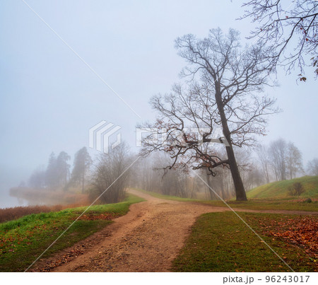 Soft focus. Cold late autumn in the city park. Foggy morning. Alley in misty morning park. Beautiful autumn foggy landscape with trees in a forest. Soft focus. Cold late autumn in the city park. Foggy morning. Alley in misty morning park. Beautiful autumn foggy landscape with trees in a forest. 96243017