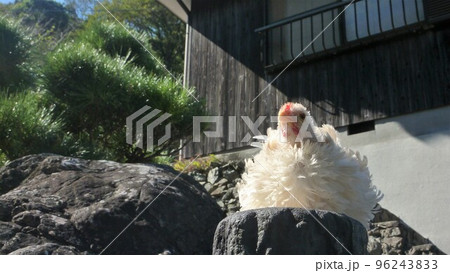 こっこと地元探索 こっこと地元探索 96243833