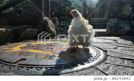 こっこと地元探索 96243842