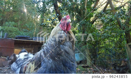 こっこと地元探索 96243855