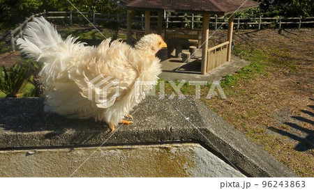 こっこと地元探索 こっこと地元探索 96243863