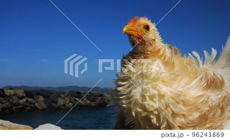 こっこと地元探索 こっこと地元探索 96243869