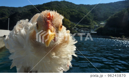 こっこと地元探索 96243870