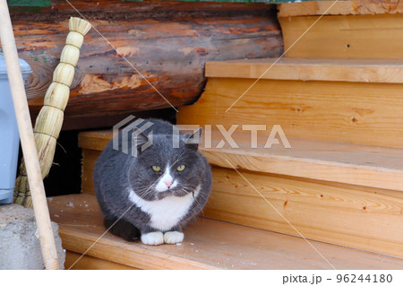 photo of grey cat on porch in village 96244180