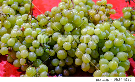 Fresh grapes in bunches. Healthy, dietary and vegetarian product. Fresh grapes in bunches. Healthy, dietary and vegetarian product. 96244355