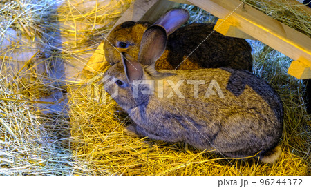 Two young dwarf rabbit sitting side by side Two young dwarf rabbit sitting side by side 96244372