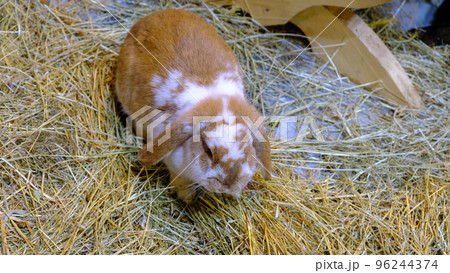 one young light brown and white spotted rabbit with long ears 96244374