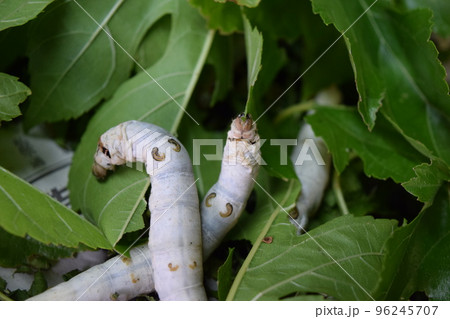 カイコ 桑の葉 養蚕場 96245707