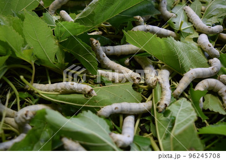 カイコ 桑の葉 養蚕場 カイコ 桑の葉 養蚕場 96245708