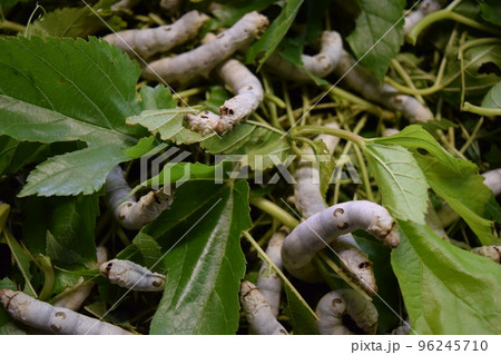カイコ 桑の葉 養蚕場 カイコ 桑の葉 養蚕場 96245710