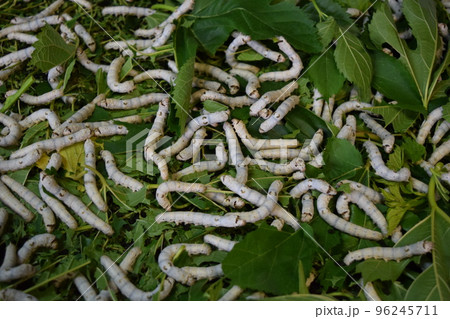 カイコ 桑の葉 養蚕場 カイコ 桑の葉 養蚕場 96245711