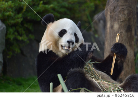 おいしそうに竹を食べる結浜 96245816