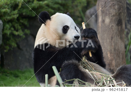 おいしそうに竹を食べる結浜 96245817