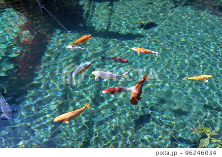 白龍湖で泳ぐ鯉 秋 (高知県 津野町) 白龍湖で泳ぐ鯉 秋 (高知県 津野町) 96246034