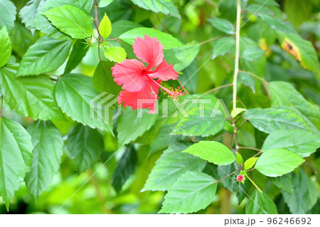 ハイビスカスの花 96246692