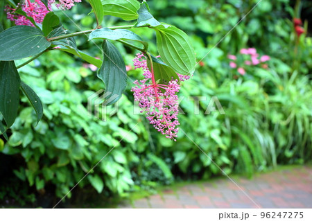 メディニラの花 スぺキオーサ メディニラの花 スぺキオーサ 96247275