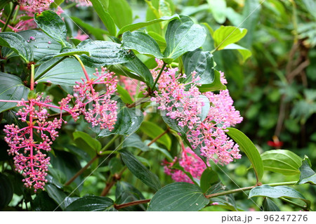 メディニラの花 スぺキオーサ メディニラの花 スぺキオーサ 96247276