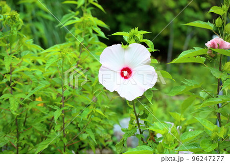 タイタンビカスの花 96247277
