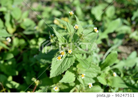 ハキダメギクの花 96247511