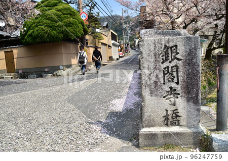 日本の京都府の京都市　銀閣寺近くの哲学の道　満開の桜と銀閣寺橋　道路を歩く日本人カップル 96247759