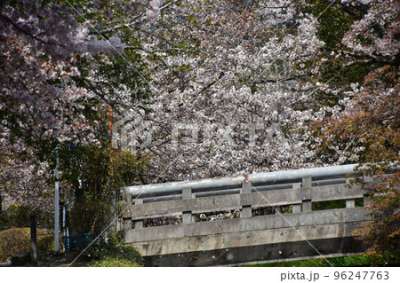 日本の京都府の京都市 銀閣寺近くの哲学の道 満開の桜と小川と橋 風で舞う美しい花吹雪 日本の京都府の京都市 銀閣寺近くの哲学の道 満開の桜と小川と橋 風で舞う美しい花吹雪 96247763