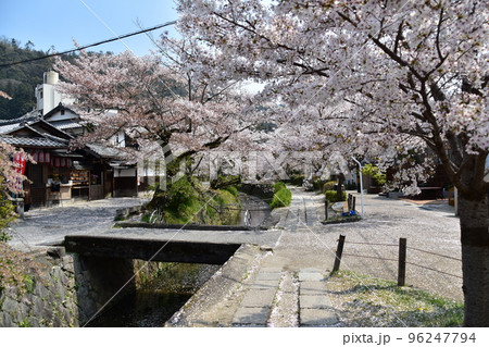 日本の京都府の京都市 銀閣寺近くの哲学の道 満開の桜と小川 散った桜の花びらが水面を流れる花筏 日本の京都府の京都市 銀閣寺近くの哲学の道 満開の桜と小川 散った桜の花びらが水面を流れる花筏 96247794