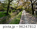 日本の京都府の京都市　銀閣寺近くの哲学の道　満開の桜と小川　散った桜の花びらが水面を流れる花筏 96247812