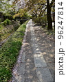 日本の京都府の京都市　銀閣寺近くの哲学の道　満開の桜と小川　散った桜の花びらが水面を流れる花筏 96247814