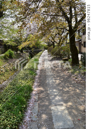 日本の京都府の京都市　銀閣寺近くの哲学の道　満開の桜と小川　散った桜の花びらが水面を流れる花筏 96247815
