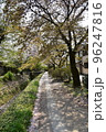 日本の京都府の京都市　銀閣寺近くの哲学の道　満開の桜と小川　散った桜の花びらが水面を流れる花筏 96247816