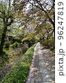 日本の京都府の京都市　銀閣寺近くの哲学の道　満開の桜と小川　散った桜の花びらが水面を流れる花筏 96247819