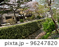 日本の京都府の京都市　銀閣寺近くの哲学の道　満開の桜と小川　花吹雪と散った花びらが水面を流れる花筏 96247820