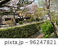 日本の京都府の京都市　銀閣寺近くの哲学の道　満開の桜と小川　花吹雪と散った花びらが水面を流れる花筏 96247821
