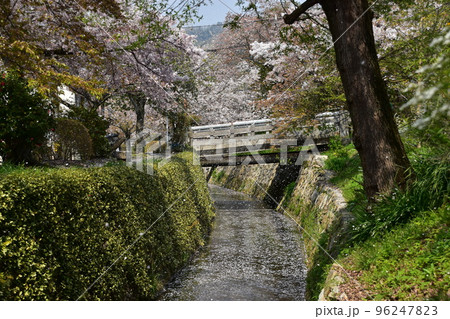 日本の京都府の京都市　銀閣寺近くの哲学の道　満開の桜と小川　花吹雪と散った花びらが水面を流れる花筏 96247823
