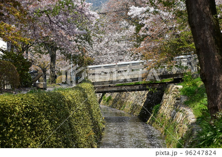 日本の京都府の京都市　銀閣寺近くの哲学の道　満開の桜と小川　花吹雪と散った花びらが水面を流れる花筏 96247824