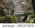 日本の京都府の京都市　銀閣寺近くの哲学の道　満開の桜と小川　花吹雪と散った花びらが水面を流れる花筏 96247826