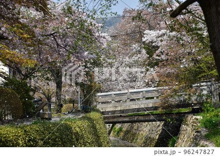 日本の京都府の京都市　銀閣寺近くの哲学の道　満開の桜と小川　花吹雪と散った花びらが水面を流れる花筏 96247827