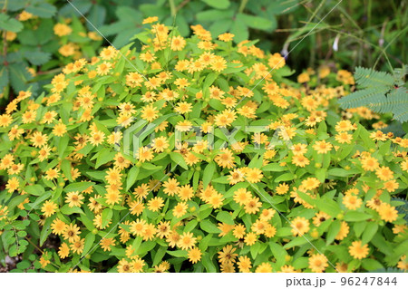 メランポジュウムの花 メランポジュウムの花 96247844
