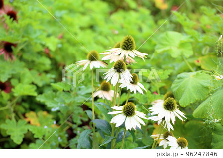 エキナセアの花 96247846