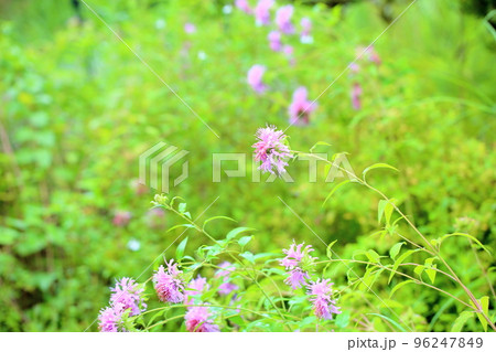 ワイルドベルガモットの花 ワイルドベルガモットの花 96247849