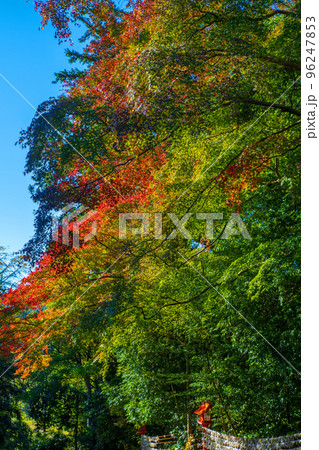 貴船神社　境内紅葉　わたらせ渓谷鉄道沿線　秋の季節　 96247853