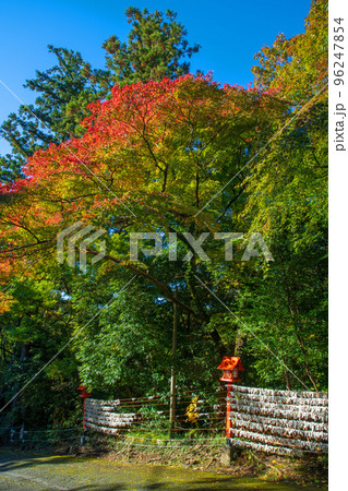 貴船神社 境内紅葉 わたらせ渓谷鉄道沿線 秋の季節 貴船神社 境内紅葉 わたらせ渓谷鉄道沿線 秋の季節 96247854