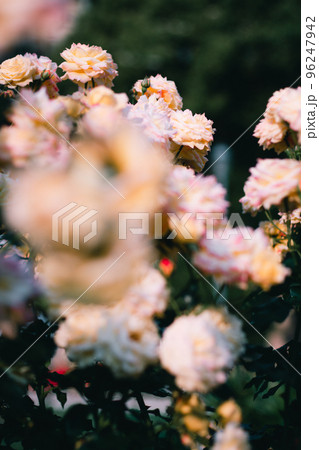 バラの咲き誇る庭園　yellow　黄色のバラ　中之島バラ園　中之島公園　大阪 96247942