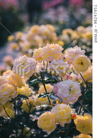 バラの咲き誇る庭園　yellow　黄色のバラ　中之島バラ園　中之島公園　大阪 96247951