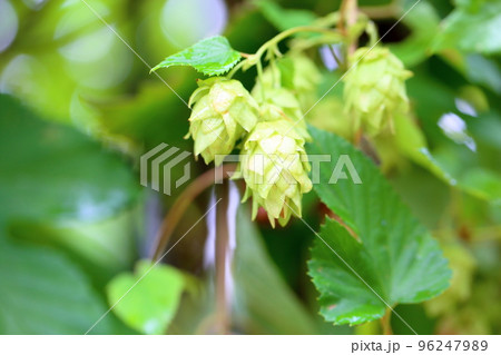 ホップの実 ホップの実 96247989