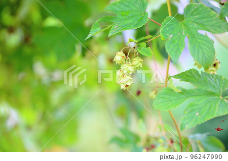 ホップの実 ホップの実 96247990
