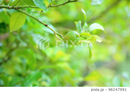 レモンの実 96247991