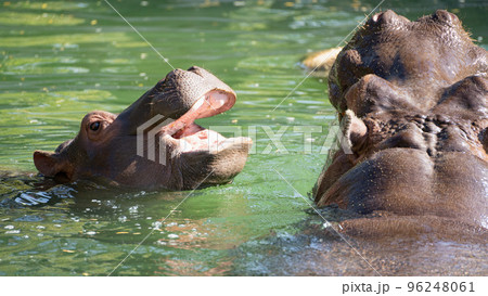 動物園で水浴びや遊びをするカバの親子 動物園で水浴びや遊びをするカバの親子 96248061