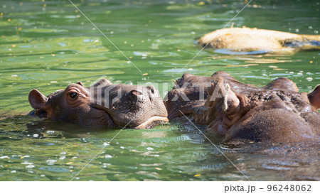 動物園で水浴びや遊びをするカバの親子 96248062