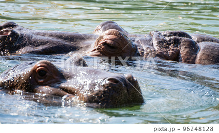 動物園で水浴びや遊びをするカバの親子 動物園で水浴びや遊びをするカバの親子 96248128